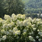 Hortenzia metlinatá (Hydrangea paniculata) ´POLAR BEAR´® - výška 20-30 cm, kont. C2L